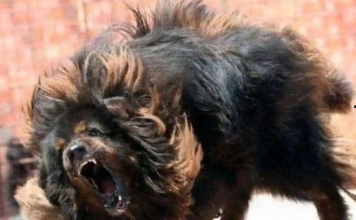 国产虎獒视频大全