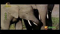 大象视频在线免费观国产